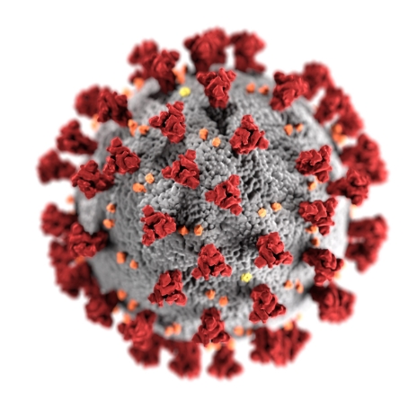 corona virus